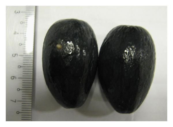 Canarium odontophyllum